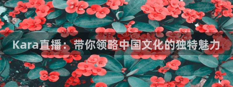 乐球篮球直播
